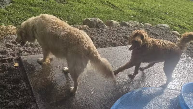 WAG Farms Dog Park - Cottage Grove, MN