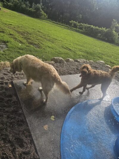 WAG Farms Dog Park - Cottage Grove, MN