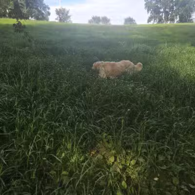 WAG Farms Dog Park - Cottage Grove, MN