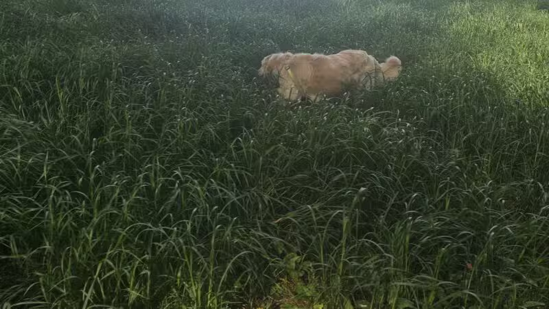 WAG Farms Dog Park - Cottage Grove, MN