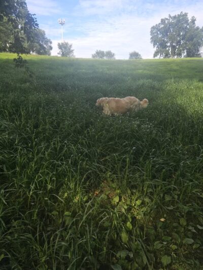 WAG Farms Dog Park - Cottage Grove, MN