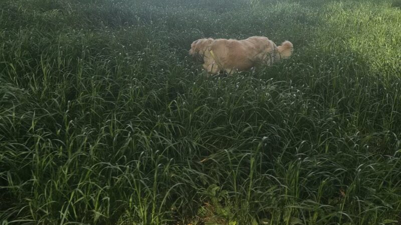 WAG Farms Dog Park - Cottage Grove, MN