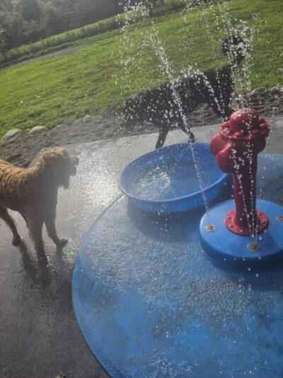 WAG Farms Dog Park - Cottage Grove, MN