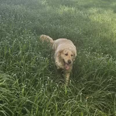 WAG Farms Dog Park - Cottage Grove, MN