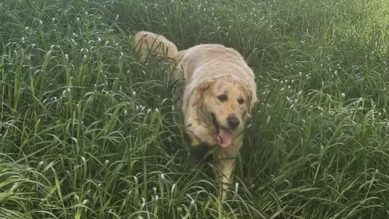 WAG Farms Dog Park - Cottage Grove, MN