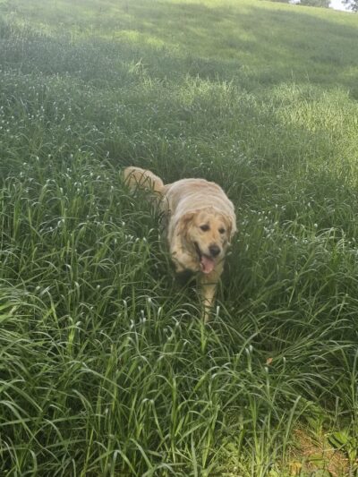 WAG Farms Dog Park - Cottage Grove, MN