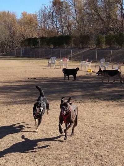 Riverfront Dog Park - Cottonwood, AZ