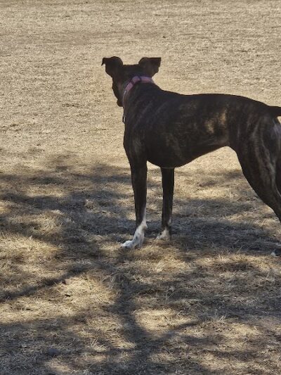 Riverfront Dog Park - Cottonwood, AZ