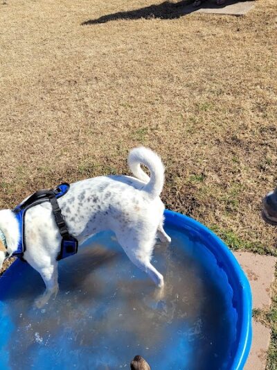 Riverfront Dog Park - Cottonwood, AZ