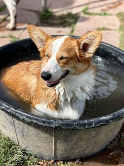 Riverfront Dog Park - Cottonwood, AZ