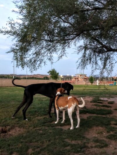 Riverfront Dog Park - Cottonwood, AZ