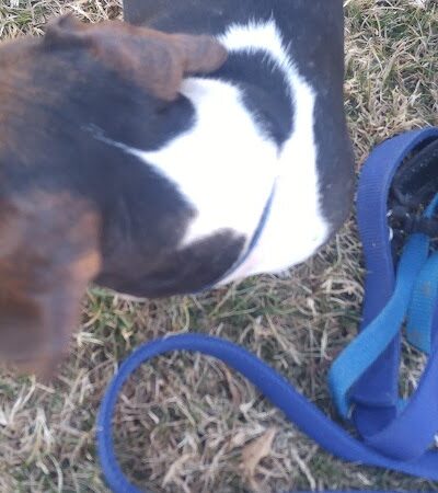 Riverfront Dog Park - Cottonwood, AZ