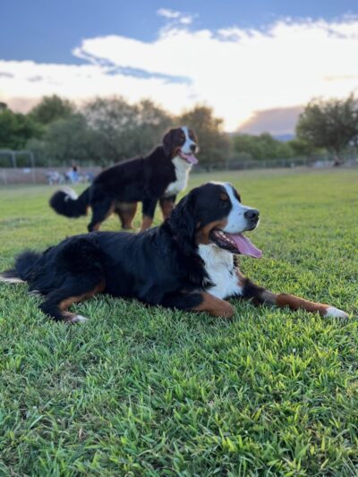 Riverfront Dog Park - Cottonwood, AZ