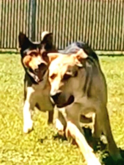 Riverfront Dog Park - Cottonwood, AZ