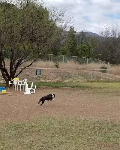 Riverfront Dog Park - Cottonwood, AZ