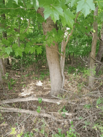 Clayton Park-Clayton Fields Trailhead - Cream Ridge, NJ