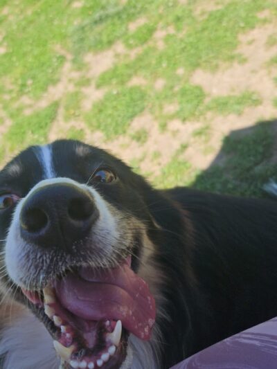 Lexi's Puppy Patch - Creston, IA