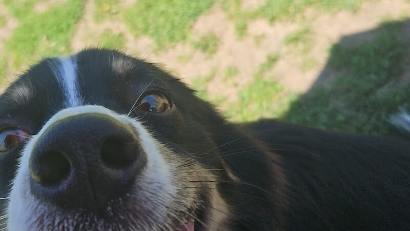 Lexi's Puppy Patch - Creston, IA