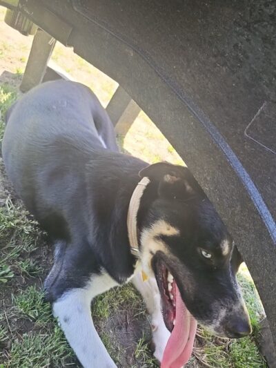 Lexi's Puppy Patch - Creston, IA