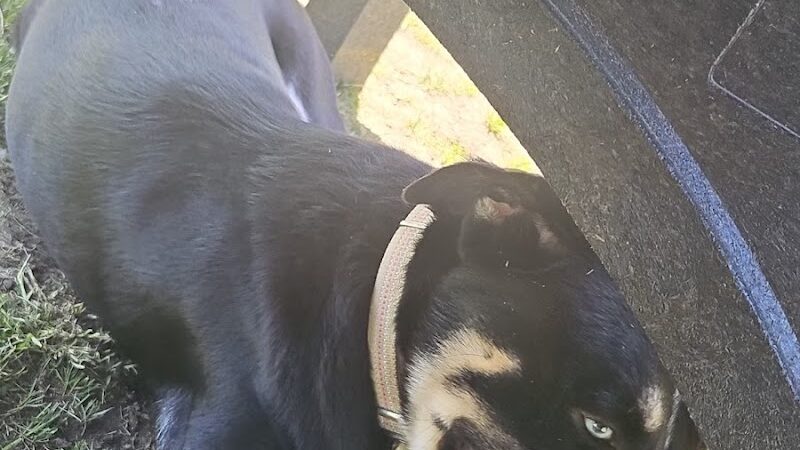 Lexi's Puppy Patch - Creston, IA