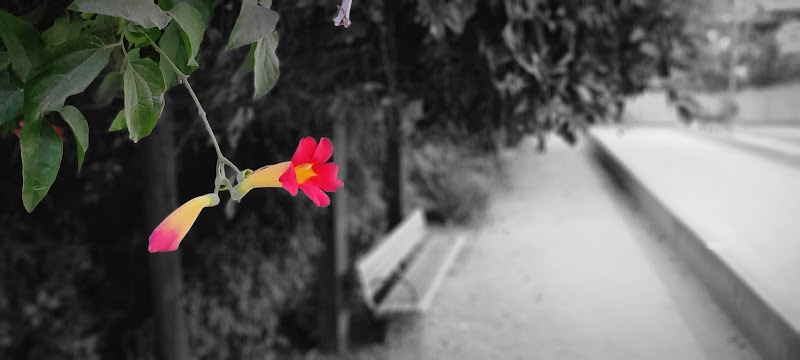 Rithet Park - Crockett, CA