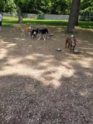 Cromwell Dog Park - Cromwell, CT