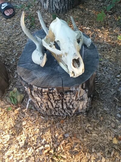 Dog Park - Crookston, MN