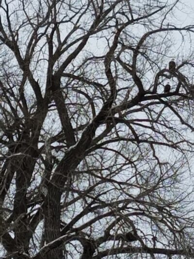 Dog Park - Crookston, MN