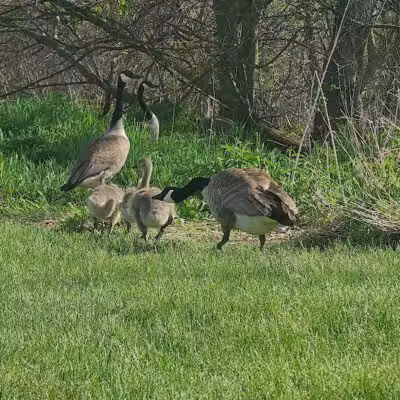 Duck Pond Walking Trail - Croswell, MI