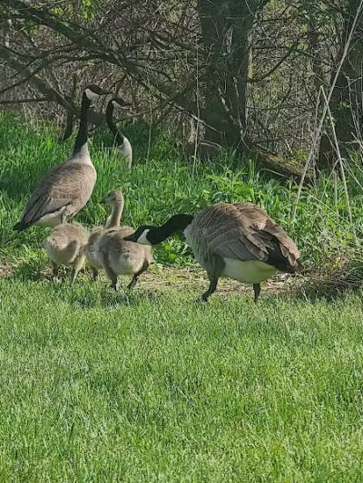 Duck Pond Walking Trail - Croswell, MI