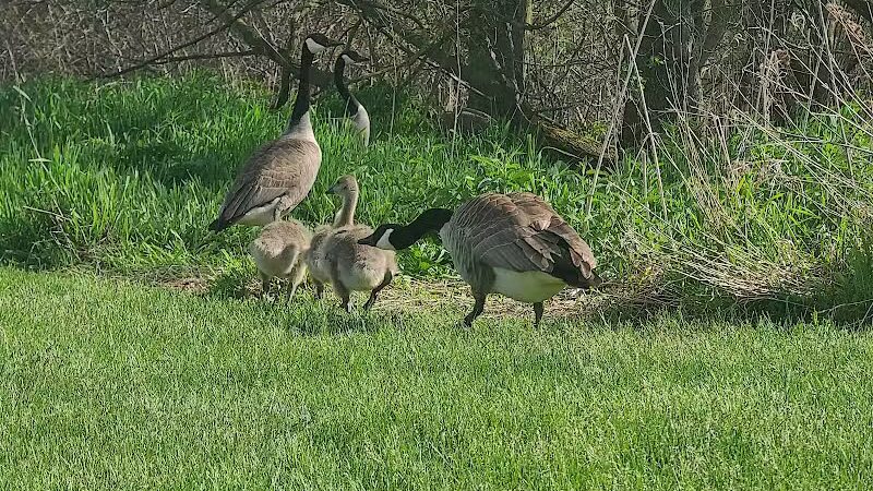 Duck Pond Walking Trail - Croswell, MI