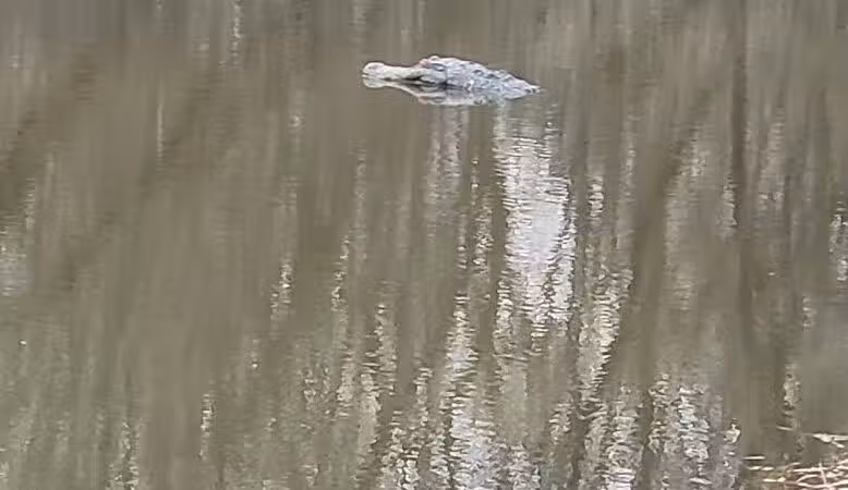 Duck Pond Walking Trail - Croswell, MI