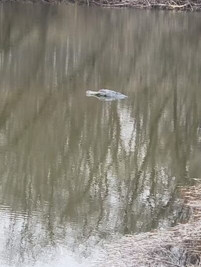 Duck Pond Walking Trail - Croswell, MI
