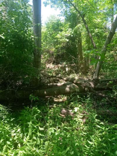 Duck Pond Walking Trail - Croswell, MI