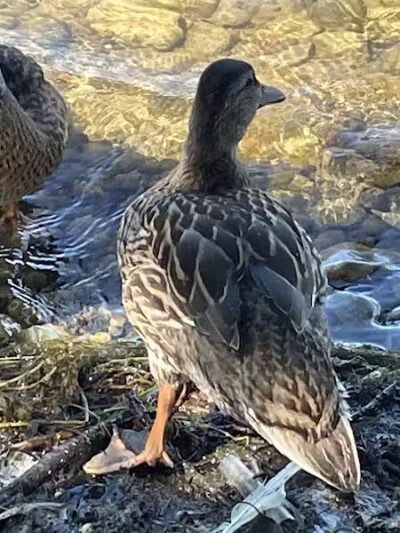 Pentoga Park - Crystal Falls,