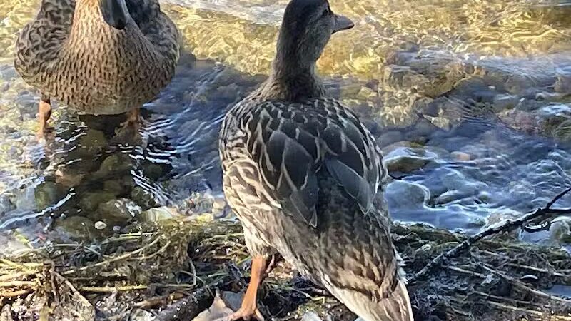 Pentoga Park - Crystal Falls,