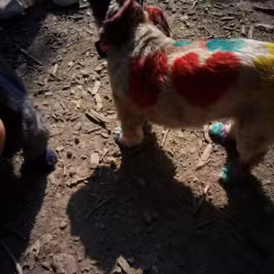 Warnimont Dog Park - Cudahy, WI