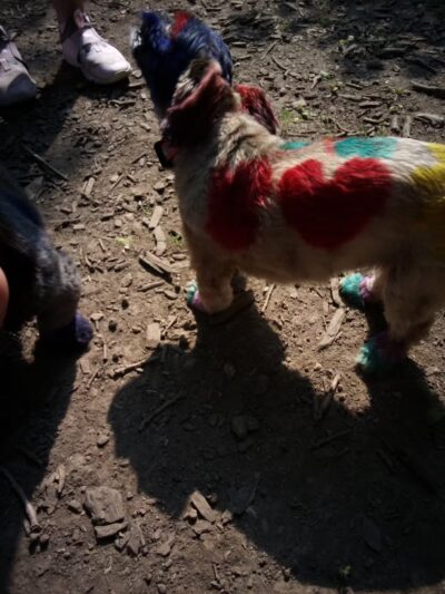 Warnimont Dog Park - Cudahy, WI