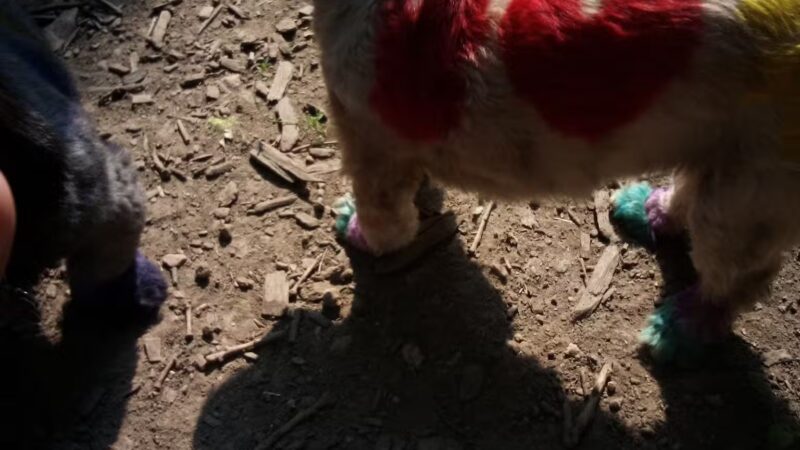 Warnimont Dog Park - Cudahy, WI