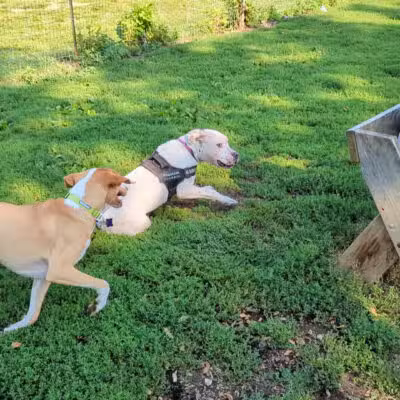 Warnimont Dog Park - Cudahy, WI
