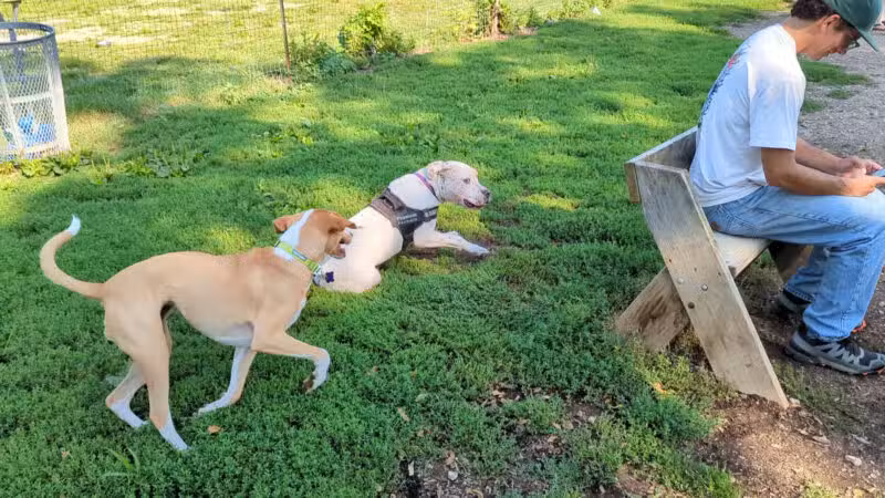 Warnimont Dog Park - Cudahy, WI