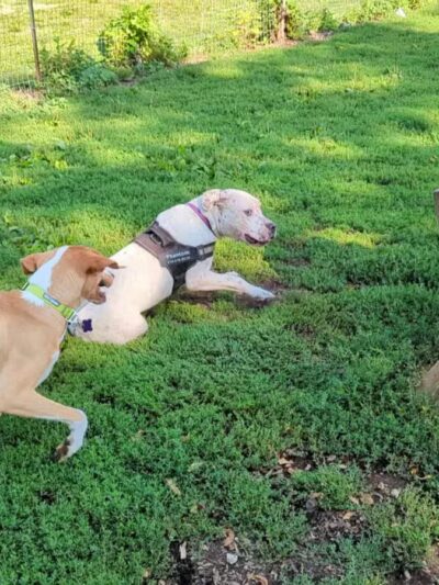 Warnimont Dog Park - Cudahy, WI