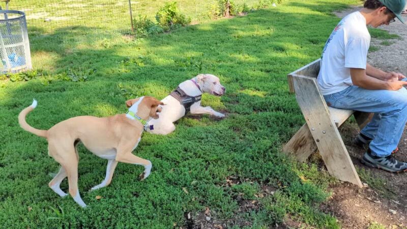 Warnimont Dog Park - Cudahy, WI
