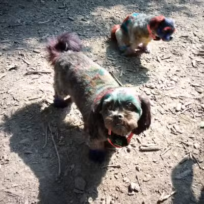 Warnimont Dog Park - Cudahy, WI