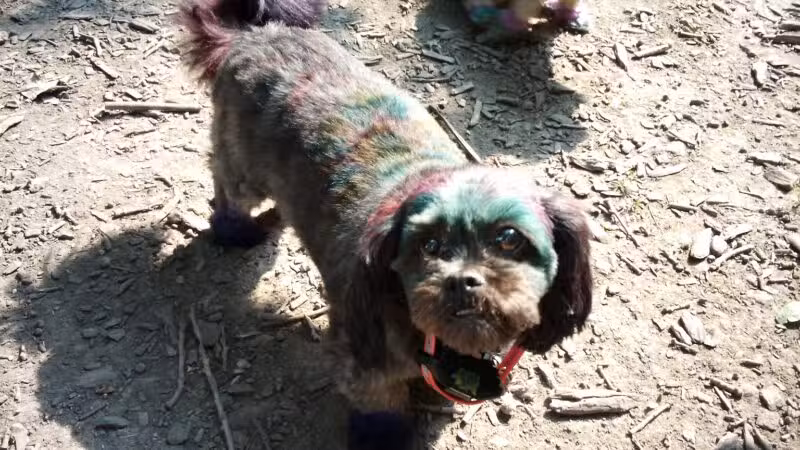 Warnimont Dog Park - Cudahy, WI