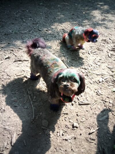 Warnimont Dog Park - Cudahy, WI