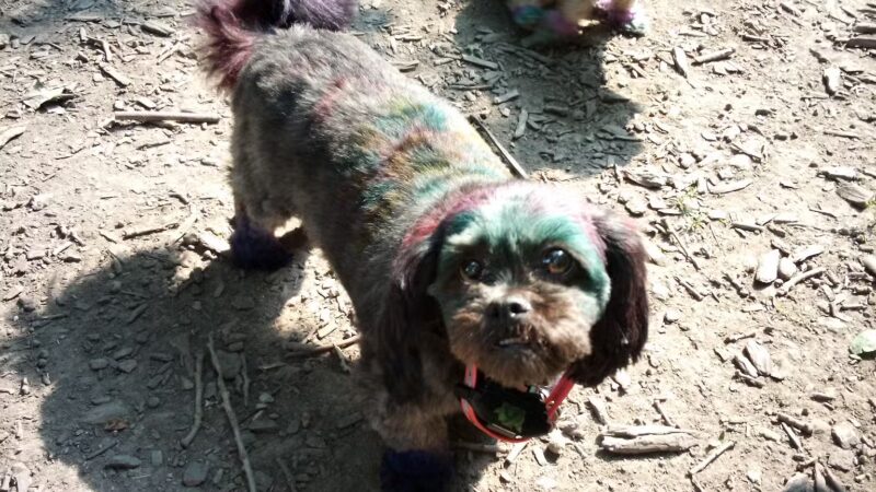 Warnimont Dog Park - Cudahy, WI