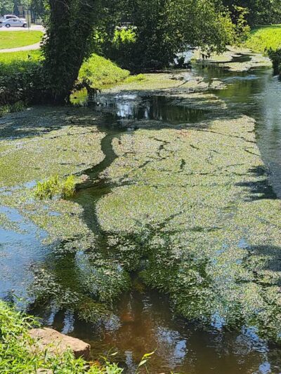 Yowell Meadow Park - Culpeper, VA