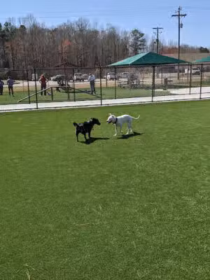 Coal Mountain Dog Park - Cumming, GA