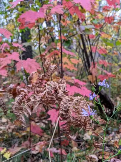 Gabions Campground and Day Use - Curran,